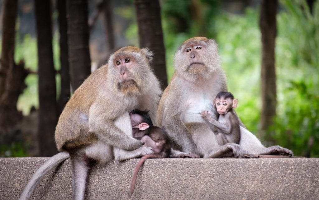 Monkey parents' kindness to their young